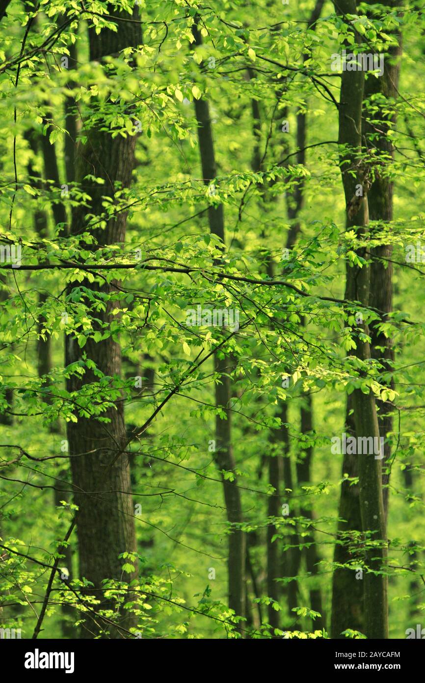 Bellissima foresta verde in primavera Foto Stock