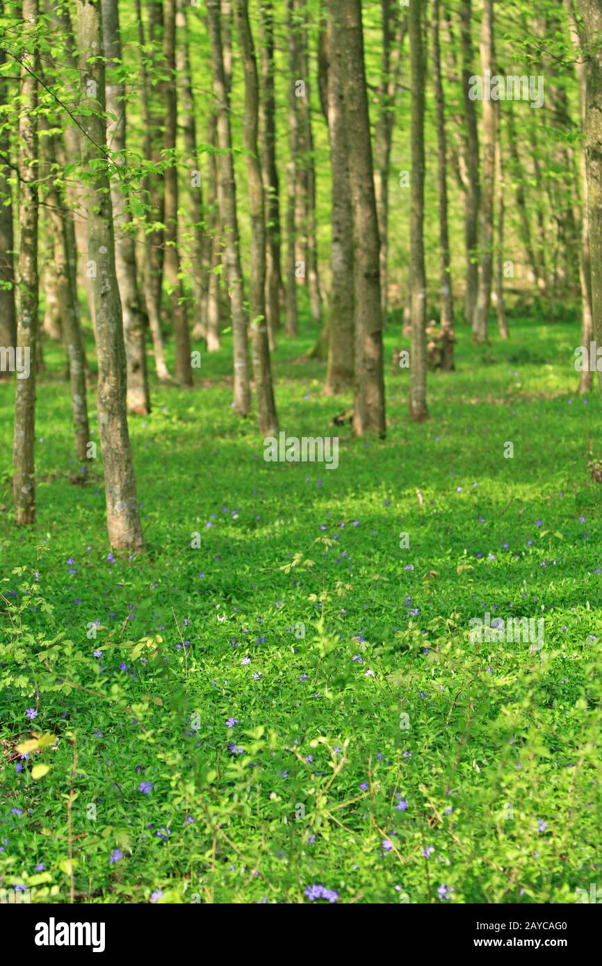 Bellissima foresta verde in primavera Foto Stock