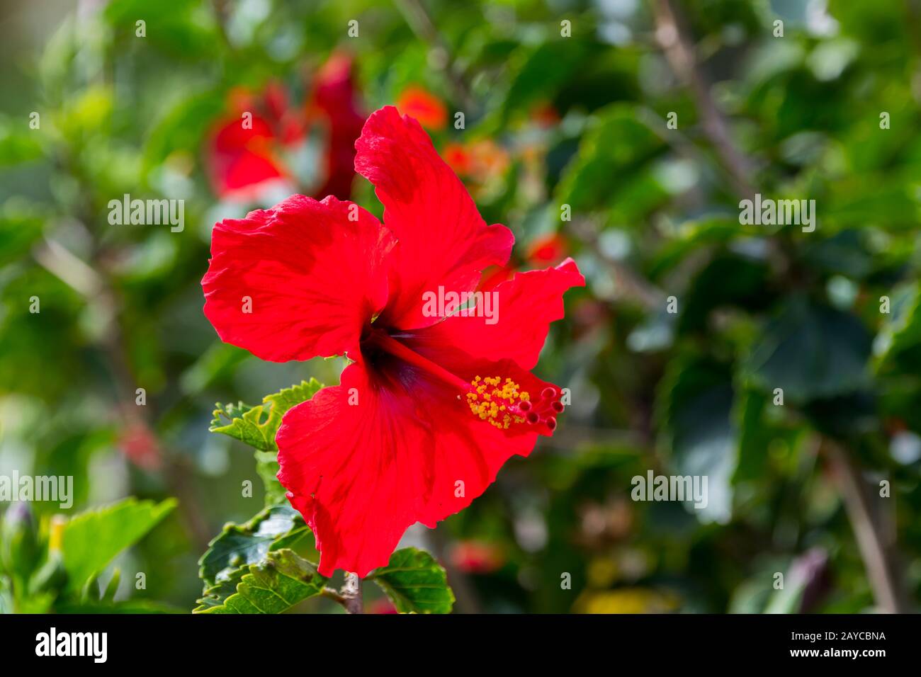 Primo piano di un fiore di ibisco rosso sull'isola hawaiana di Kauai, Hawaii, USA. Foto Stock