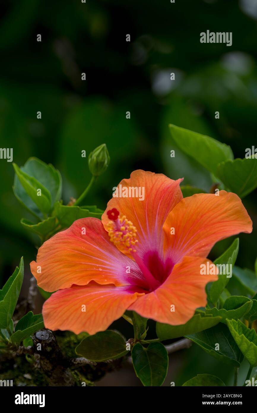 Ibisco O Cinese Rosa O Fiore Di Hibiscus Rosa Sinensis Fotografia Stock