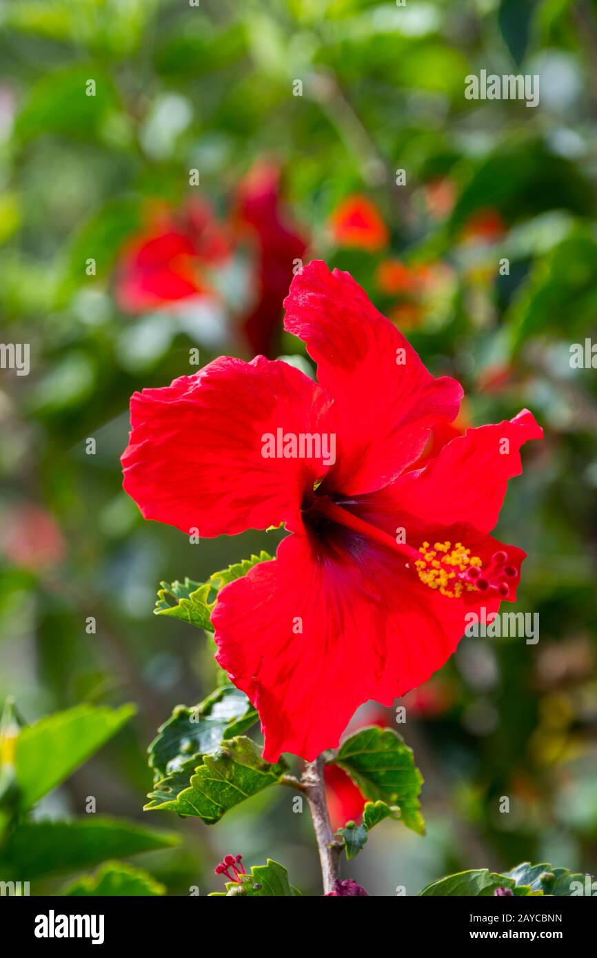 Primo piano di un fiore di ibisco rosso sull'isola hawaiana di Kauai, Hawaii, USA. Foto Stock