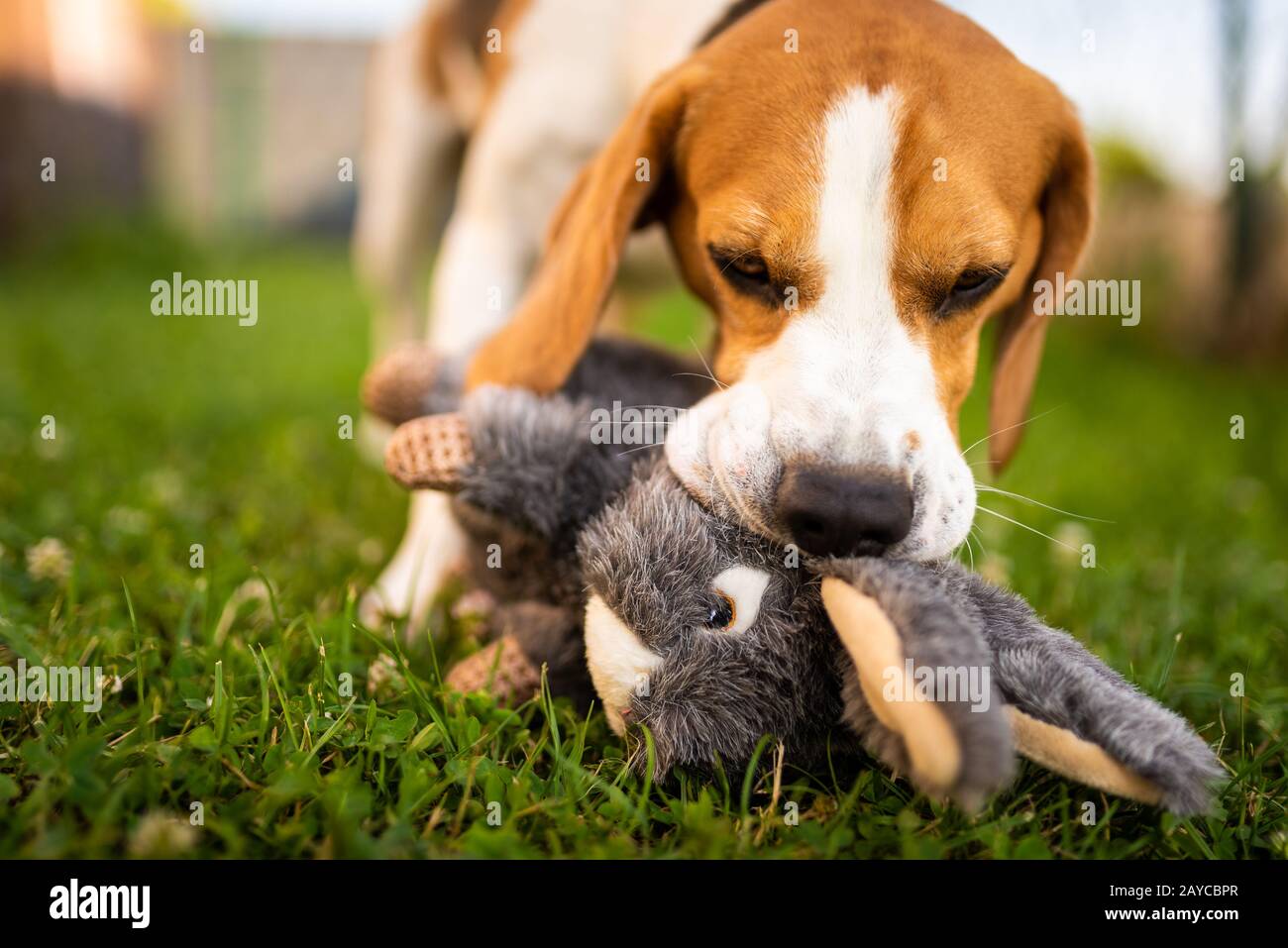 Cane con peluche giocattolo coniglio coniglietto in estate in giardino Foto Stock