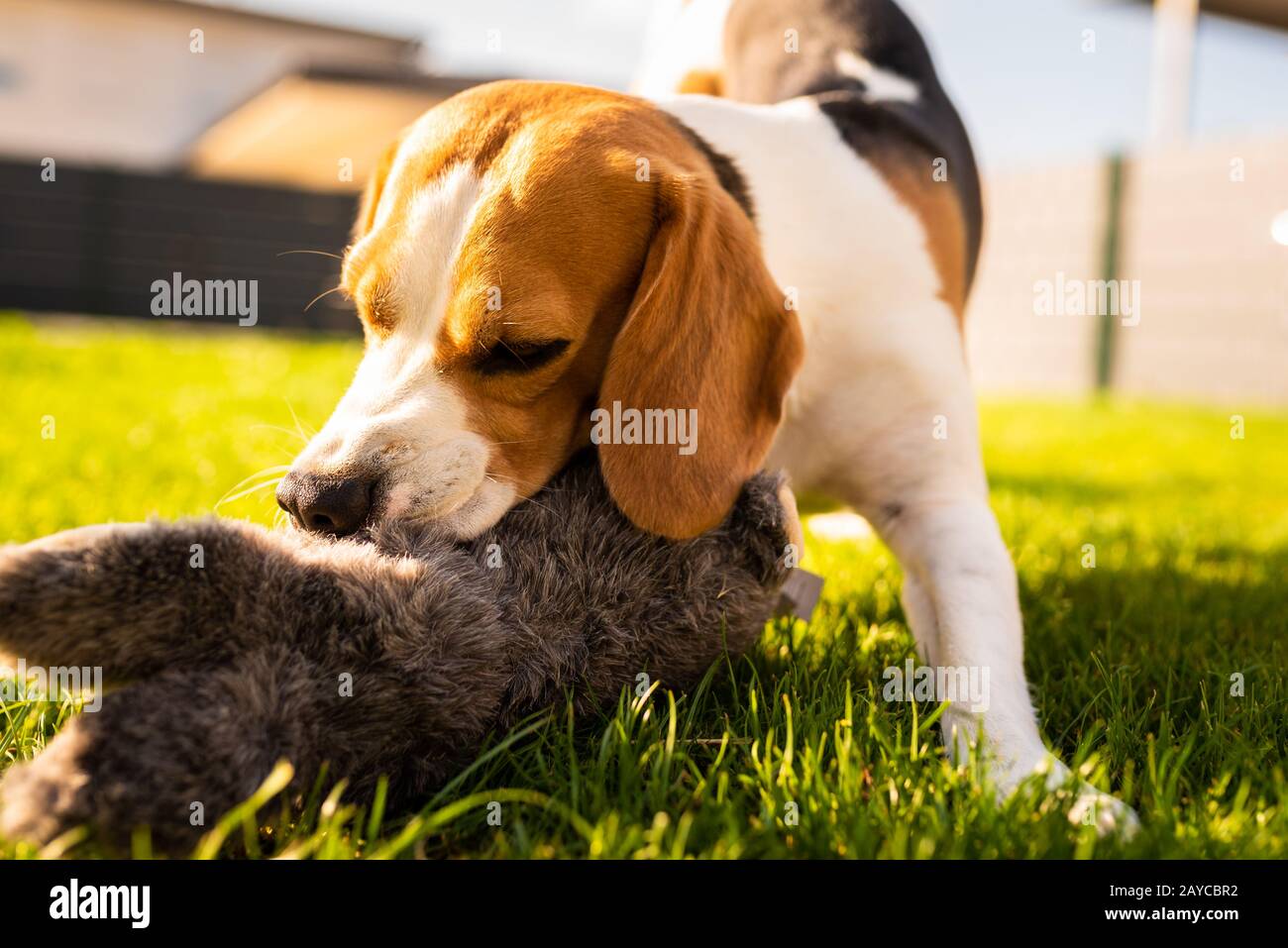 Cane con peluche giocattolo coniglio coniglietto in estate in giardino Foto Stock