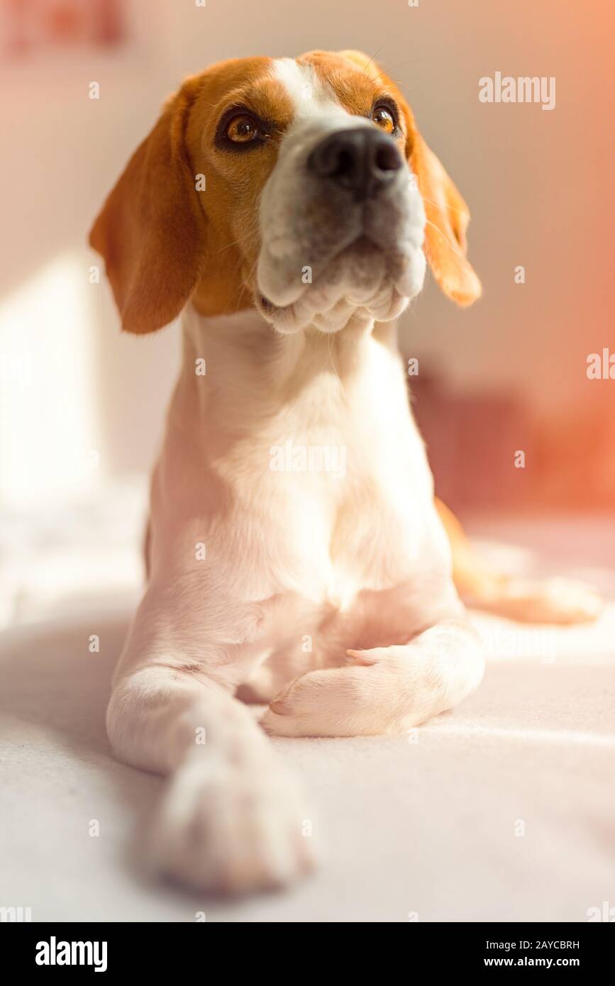 Beagle sdraiato sul divano in camera luminosa e in attesa Foto Stock