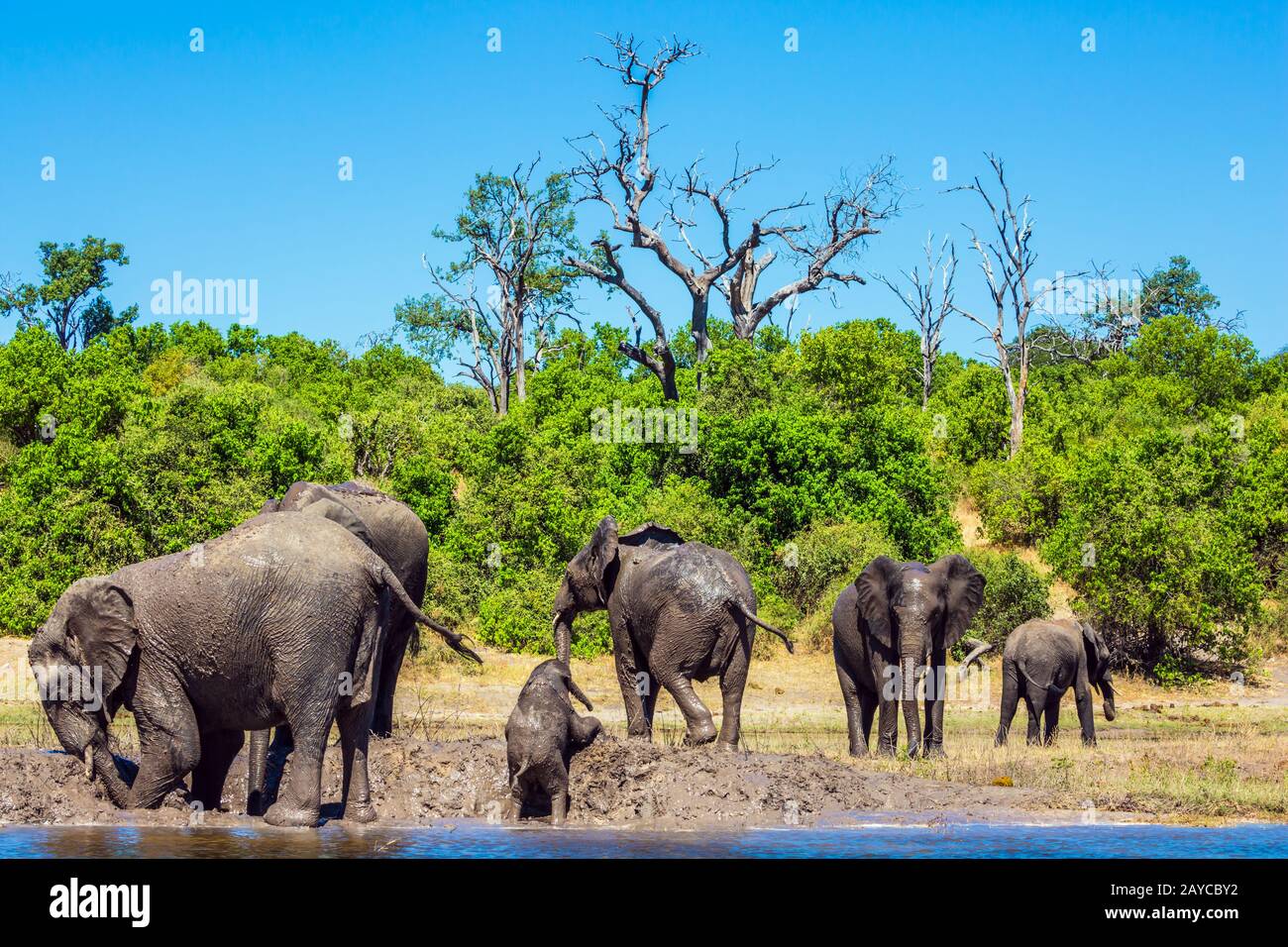 Parco Dei Chobe Immagini E Fotografie Stock Ad Alta Risoluzione Alamy parco-dei-chobe-immagini-e-fotografie-stock-ad-alta-risoluzione-alamy