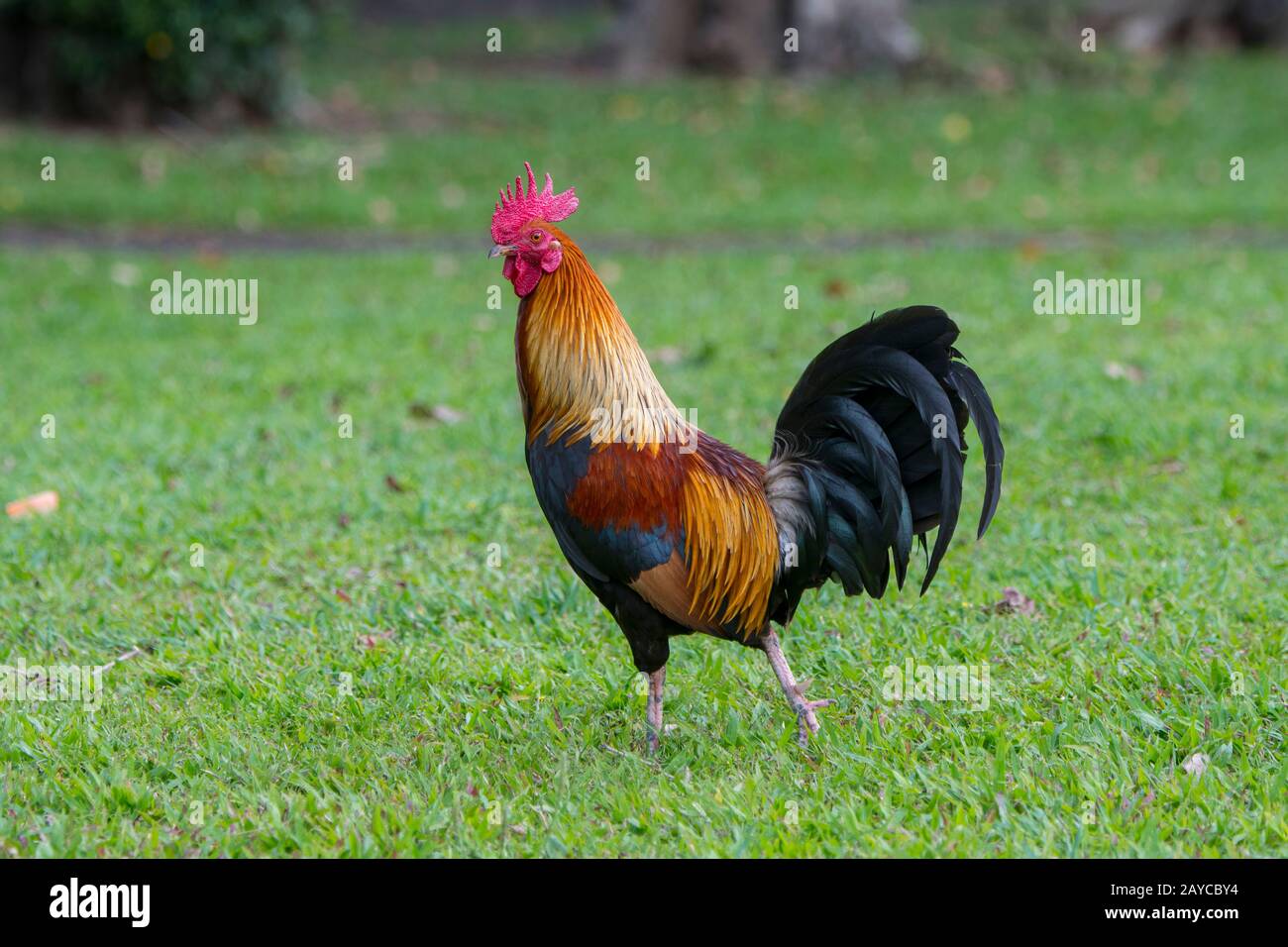 Un gallo (il gufo rosso della giungla è stato portato a Kauai dai Polinesiani come fonte di cibo) sull'isola hawaiana di Kauai, Hawaii, Stati Uniti. Foto Stock