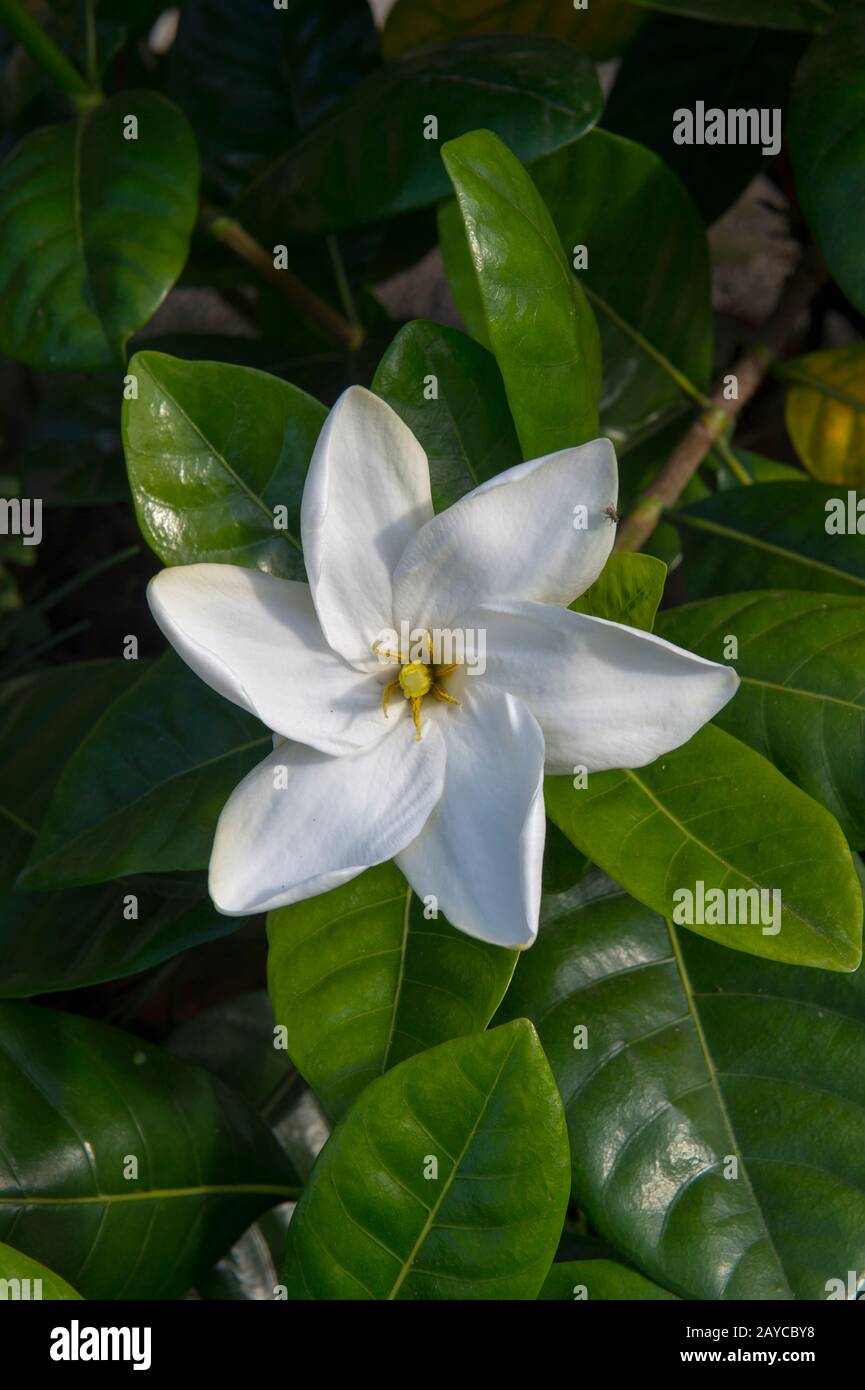 Primo piano di un Gardenia taitensis, chiamato anche taitiano gardenia o Tiare fiore, sull'isola hawaiana di Kauai, Hawaii, USA. Foto Stock