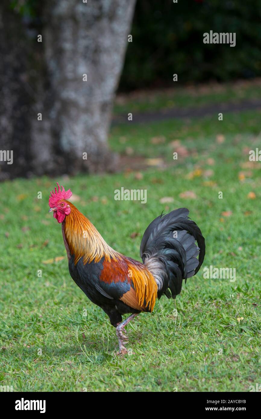 Un gallo (il gufo rosso della giungla è stato portato a Kauai dai Polinesiani come fonte di cibo) sull'isola hawaiana di Kauai, Hawaii, Stati Uniti. Foto Stock