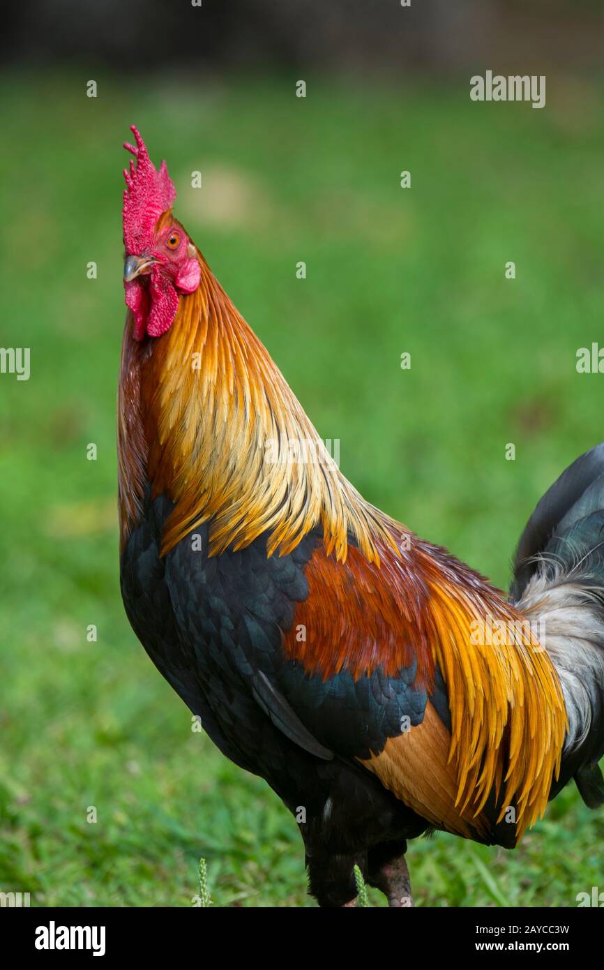 Primo piano di un gallo (il gufo rosso della giungla è stato portato a Kauai dai Polinesiani come fonte di cibo) sull'isola hawaiana di Kauai, Hawaii, Stati Uniti. Foto Stock