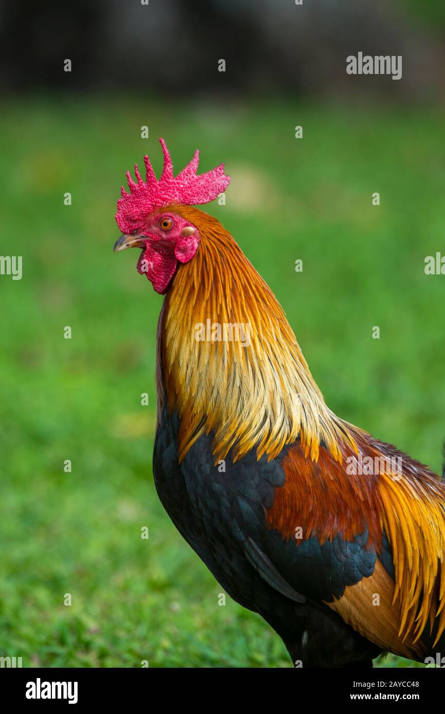 Primo piano di un gallo (il gufo rosso della giungla è stato portato a Kauai dai Polinesiani come fonte di cibo) sull'isola hawaiana di Kauai, Hawaii, Stati Uniti. Foto Stock