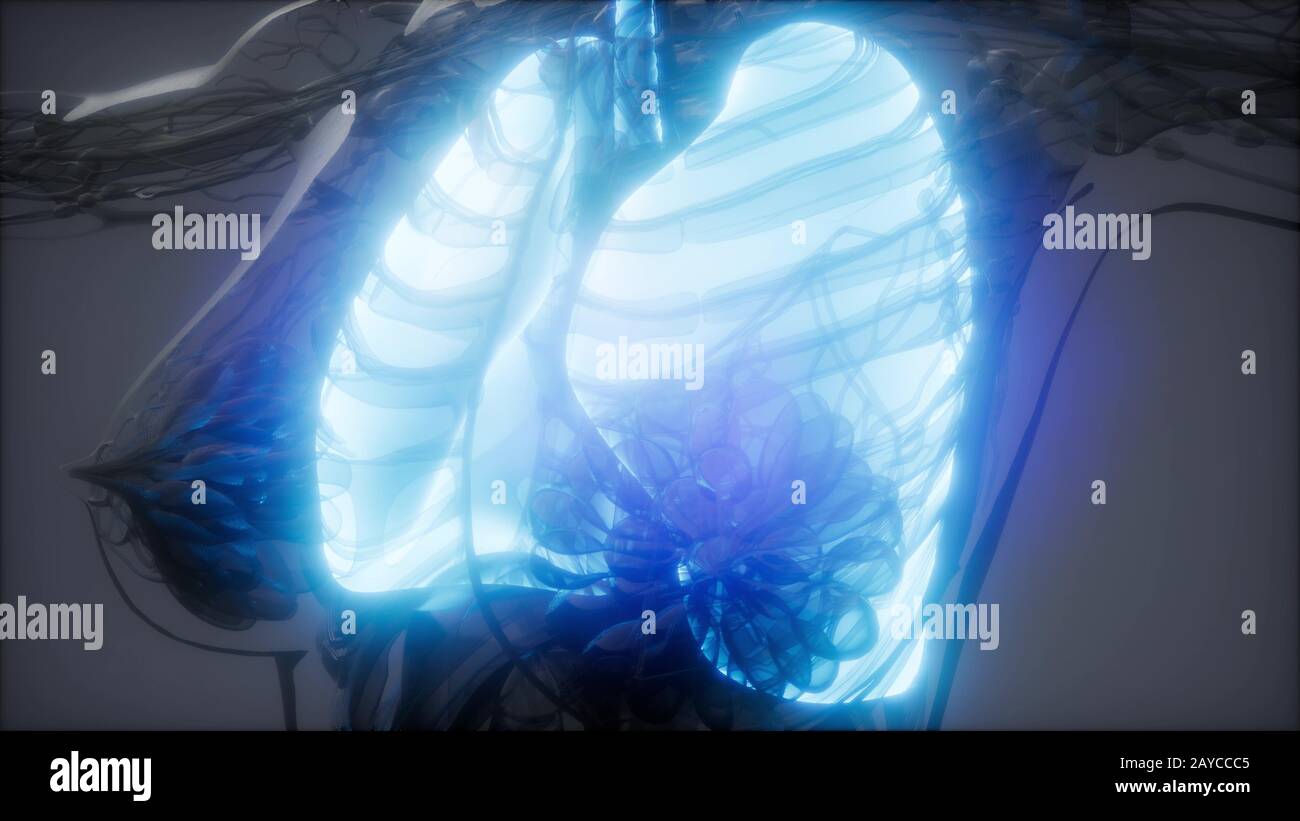 Polmoni umani esame radiologico Foto Stock