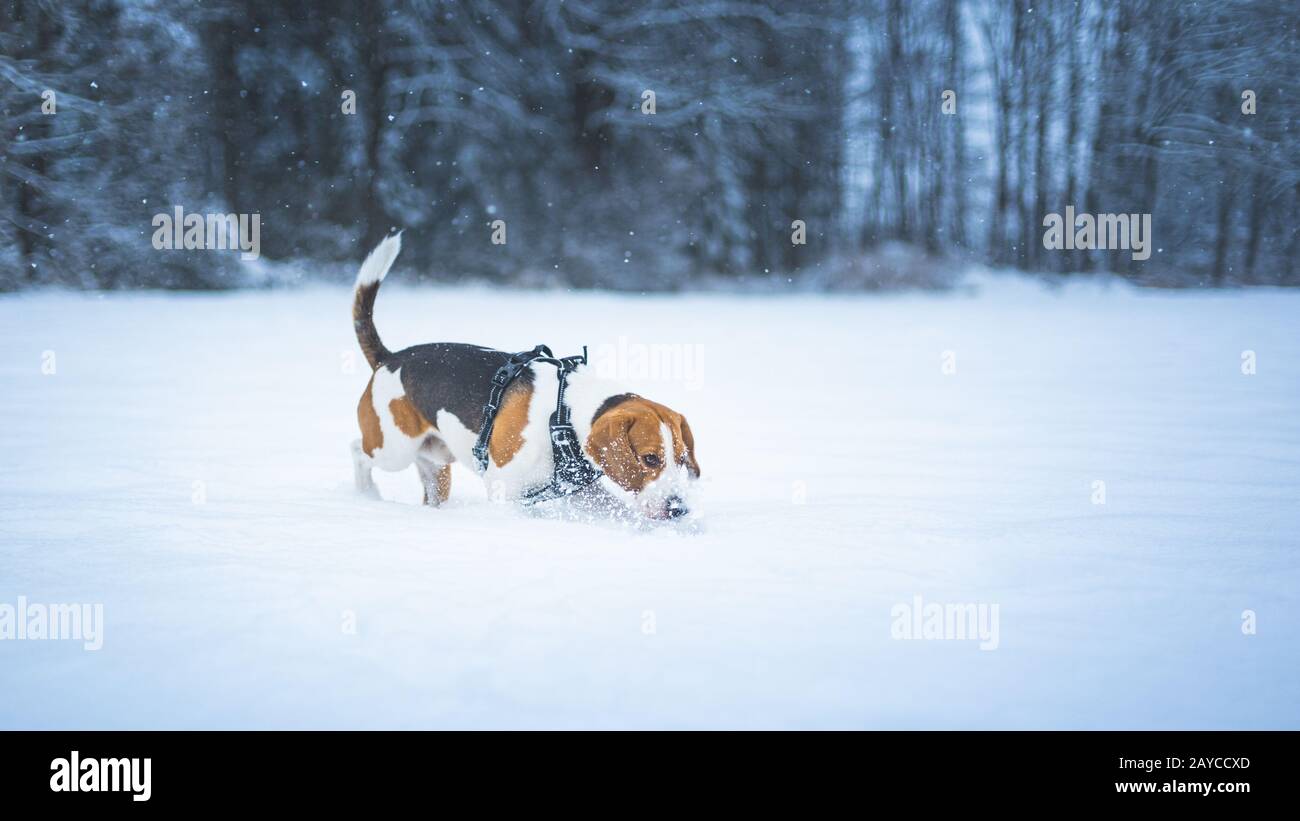 Cane beagle ritratto all'aperto a piedi nella neve Foto Stock