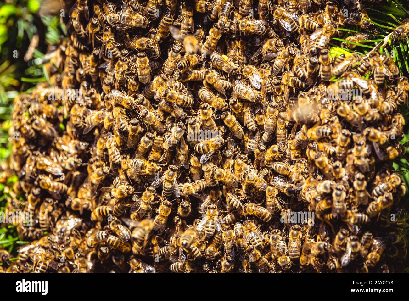 Uno sciame di unione di api mellifere aggrappato a un ape regina su una boccola Foto Stock