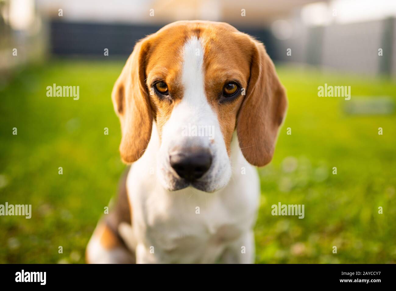 Adorabile beagle cane si siede sul prato verde in giardino in estate Foto Stock