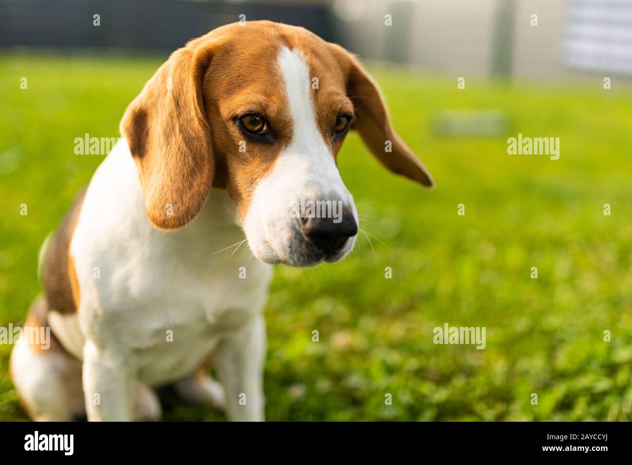 Adorabile beagle cane si siede sul prato verde in giardino in estate Foto Stock