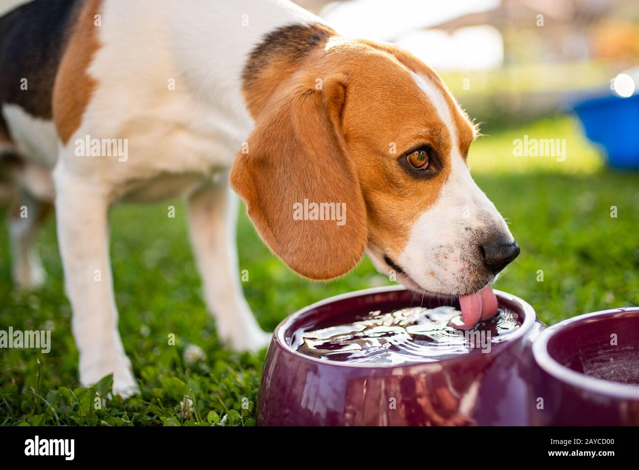 Beagle cane bere acqua per raffreddare in ombra Foto Stock