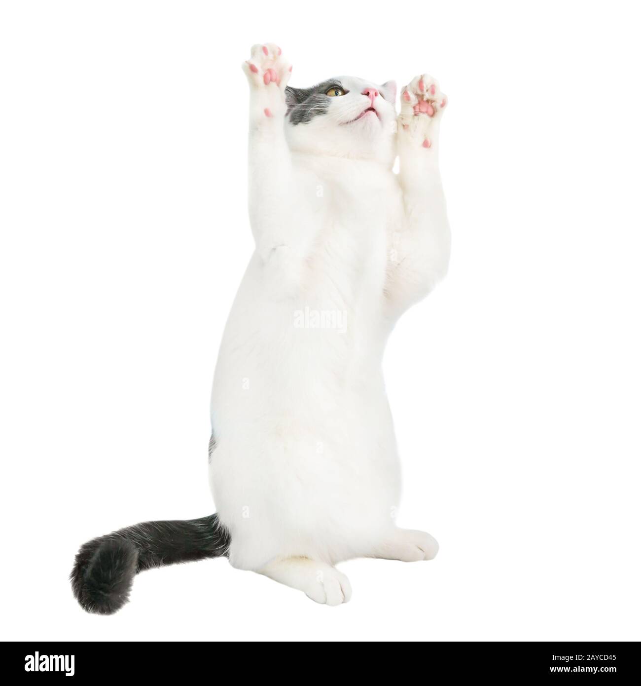 Giovani bianco gatto con coda nera Foto Stock