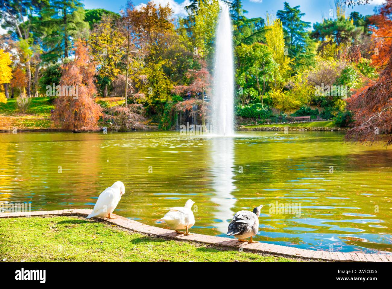 Anatre e cigni seduti vicino al lago Foto Stock