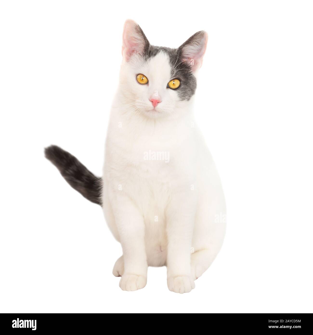 Giovani bianco gatto con coda nera Foto Stock
