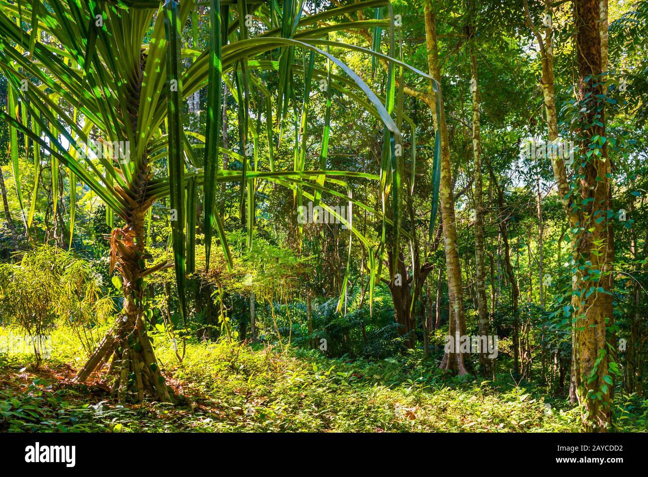 Paesaggio di giungla tropicale foresta Foto Stock