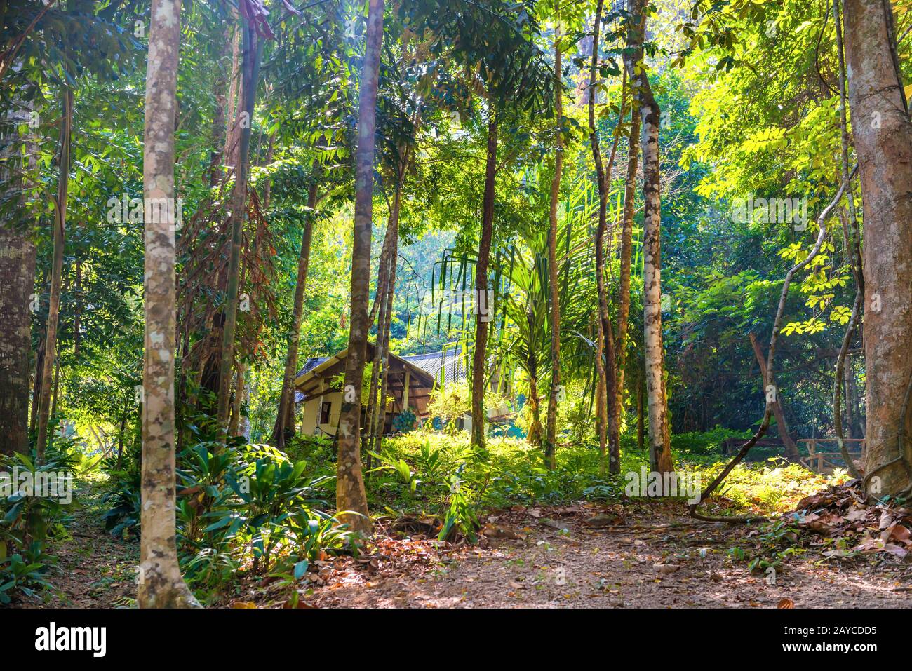 Vista della casa Tra giungla tropicale foresta Foto Stock