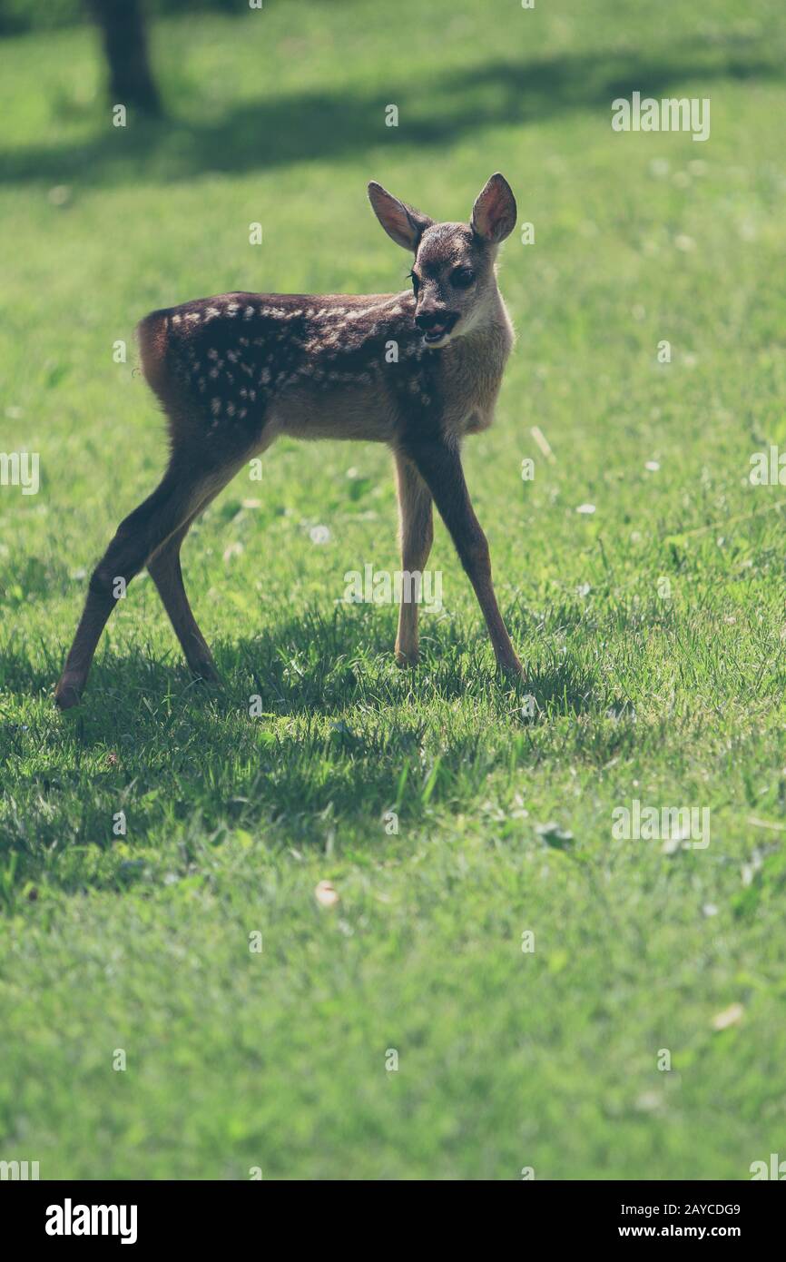 Carino giovane selvatica caprioli Foto Stock