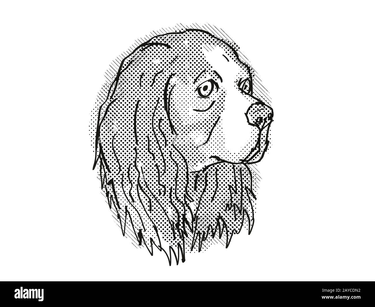 Cavalier Re Charles Spaniel cane razza Cartoon retro disegno Foto Stock