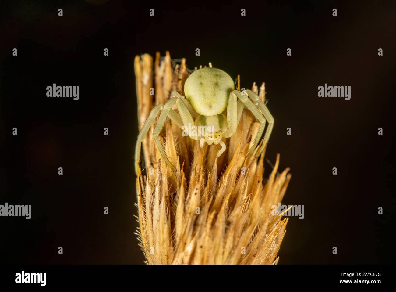 Primo piano del ragno granchio immagini e fotografie stock ad alta ...