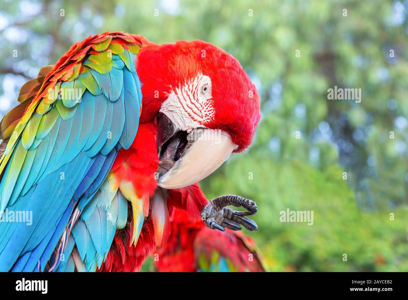 Il macaw rosso dell'ala blu pulisce le sue piume Foto Stock