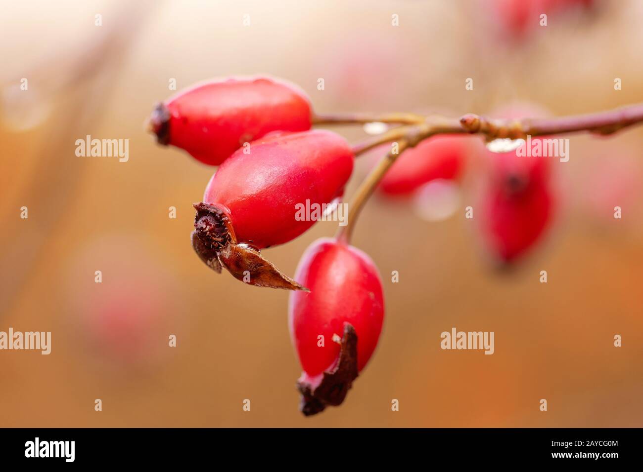 Briar, arbusto dell'anca di rosa selvaggio Foto Stock