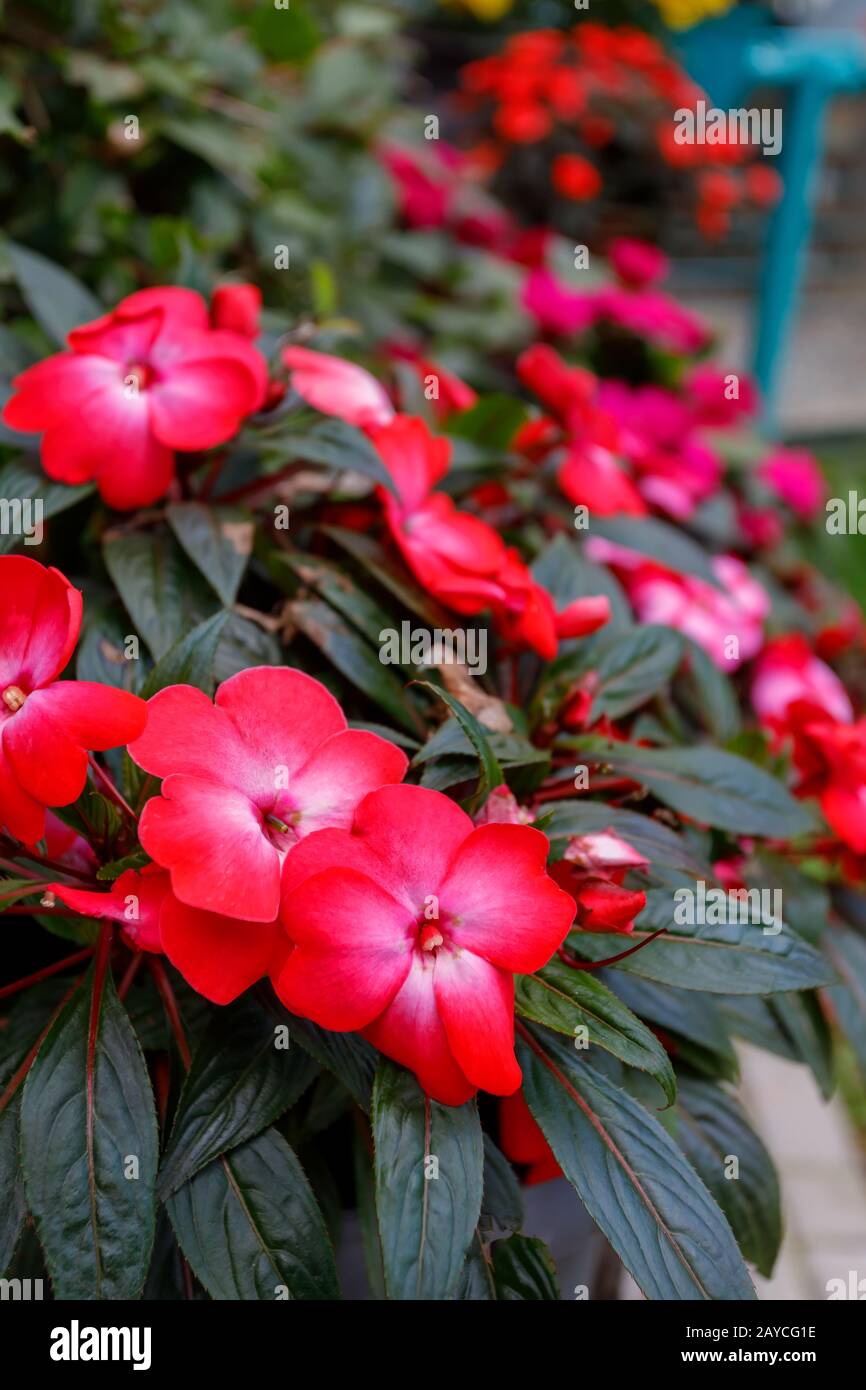 Rosso Nuova Guinea impatiens fiore in pentole Foto Stock