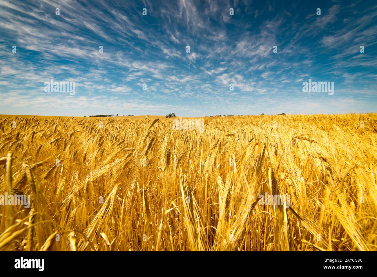 Campo di grano dorata sotto il cielo blu e nuvole Foto Stock