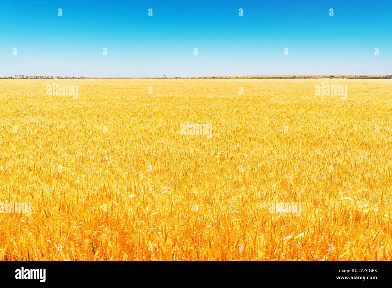 Campo di grano dorata sotto il cielo blu . Foto Stock