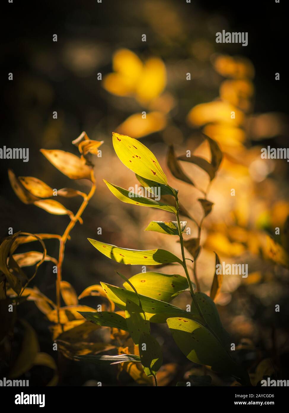 Foglie di autunno nella foresta Foto Stock