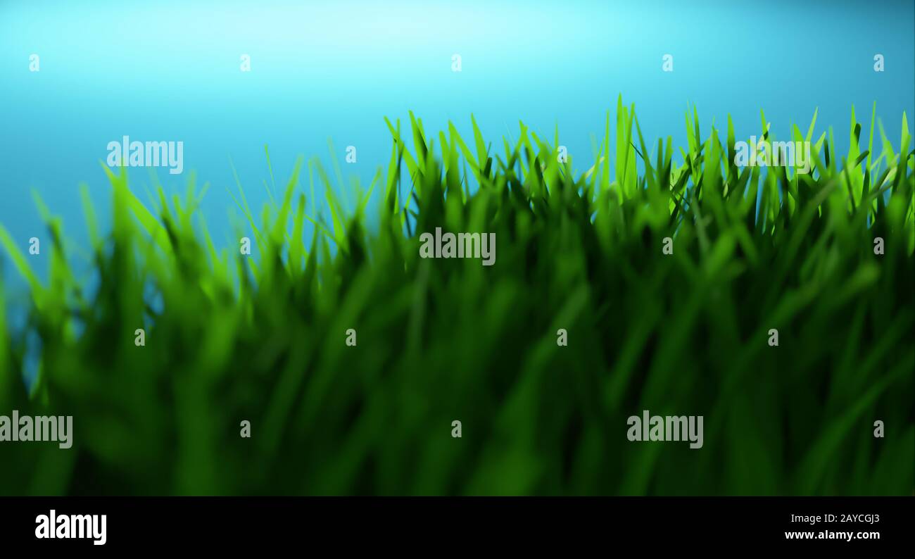 3D rendering closeup erba fresca su sfondo blu . Messa a fuoco selezionata per la profondità di campo . Foto Stock