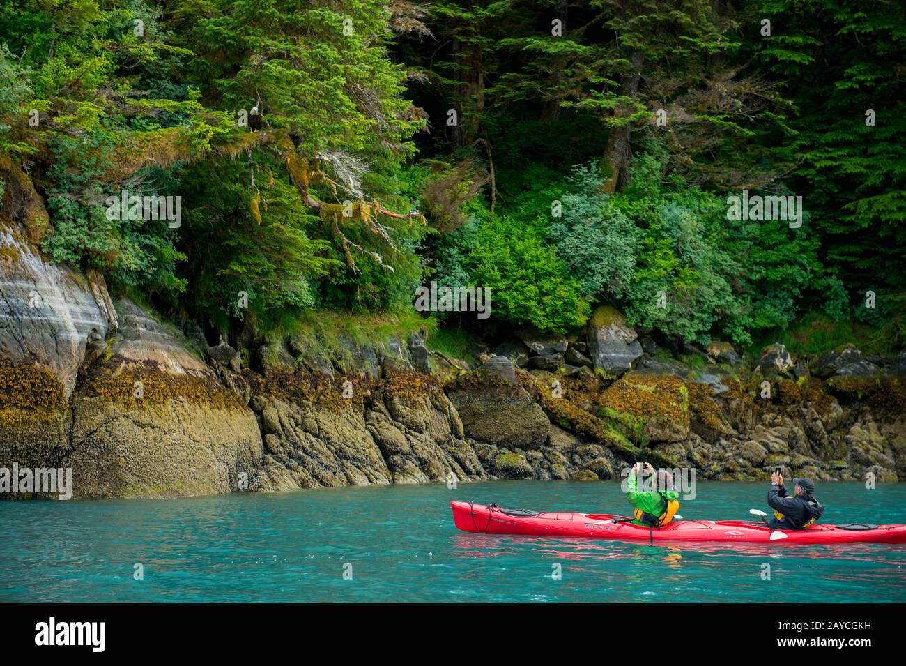 Persone in kayak che guardano un'aquila calva (Haliaeetus leucocephalus) nella Baia di Takatz sull'Isola di Baranof, nella Foresta Nazionale di Tongass, Alaska, Stati Uniti. Foto Stock