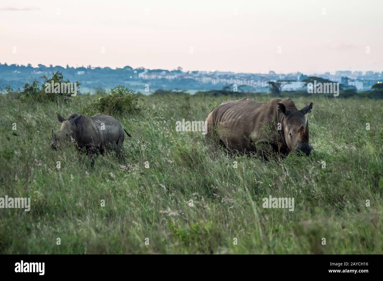 Un rinoceronte e il suo cucciolo nella savana del parco di Nairobi Foto Stock