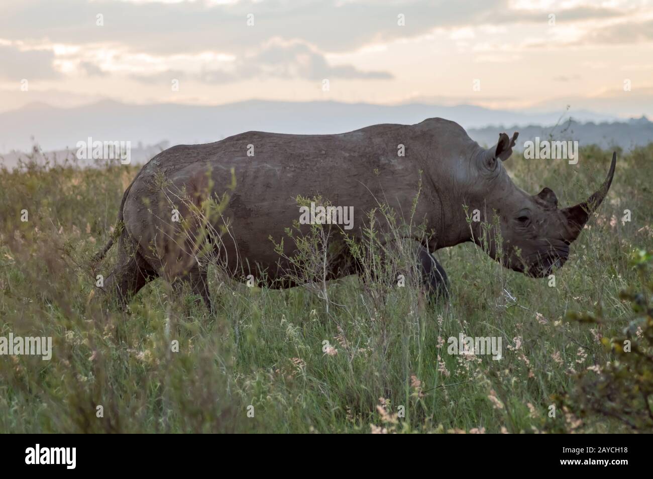 Un rinoceronte nella savana del parco di Nairobi Foto Stock
