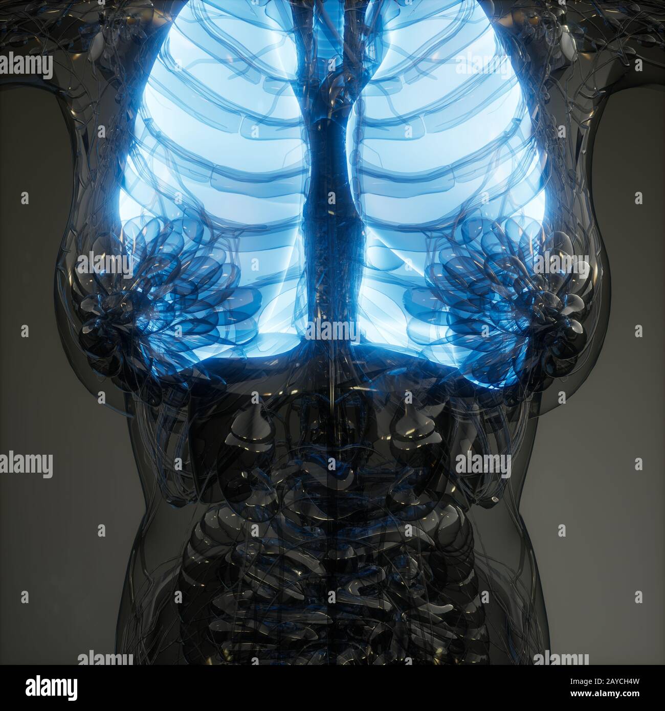 Polmoni umani esame radiologico Foto Stock