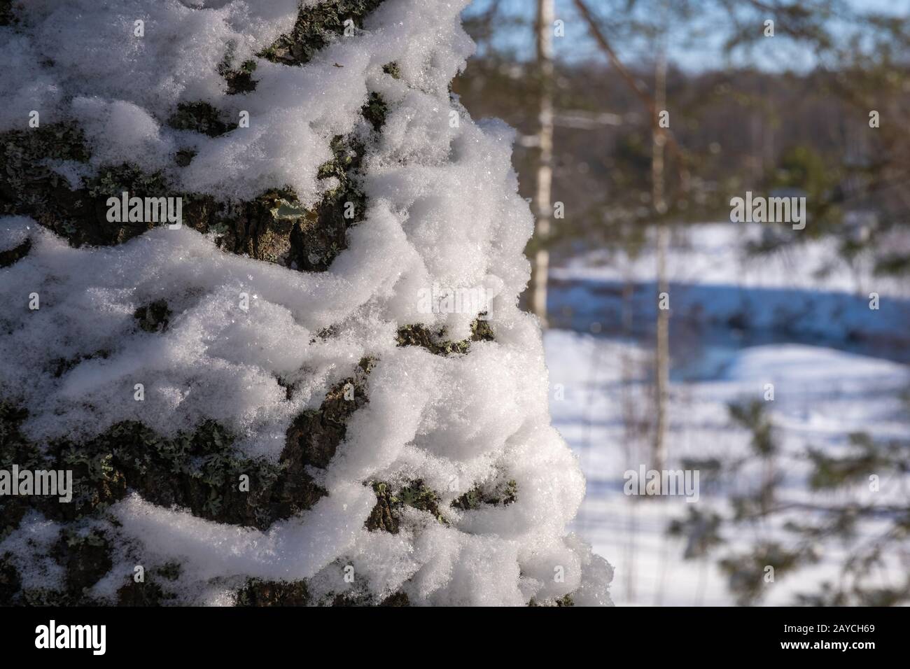 Il tronco di un grande albero nella neve su uno sfondo di foresta acuminata, colpo vicino. Foto Stock