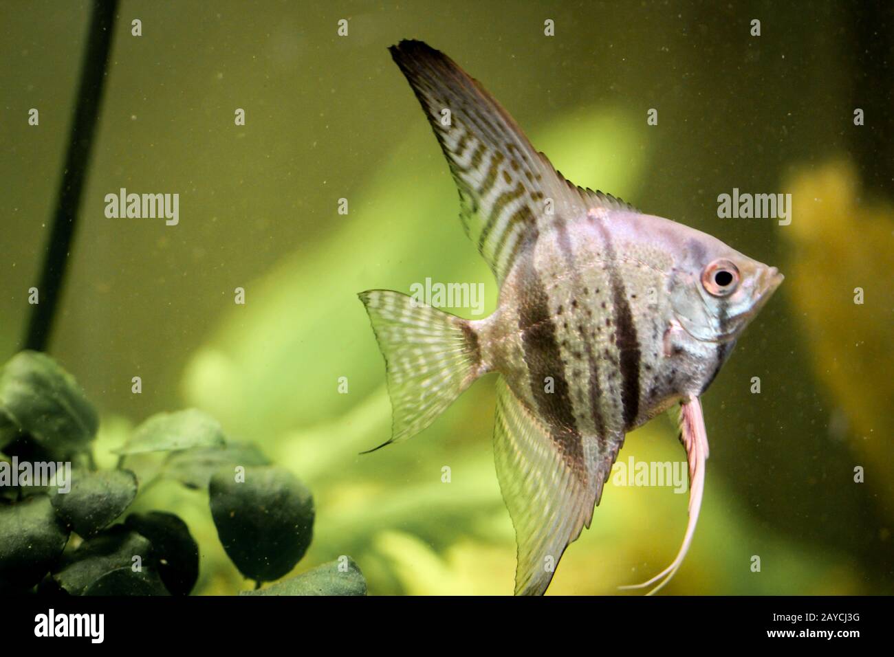 Vista, ritratto di un pesce scalaro in acquario Foto Stock