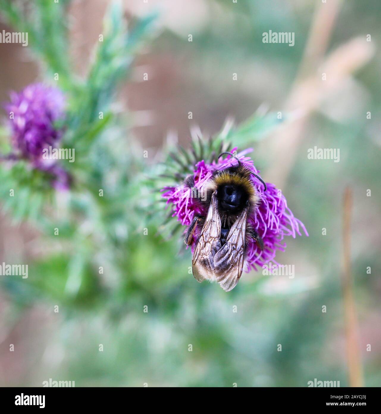 macro, primo piano di un'ape, bumblebee, insetto su una pianta Foto Stock