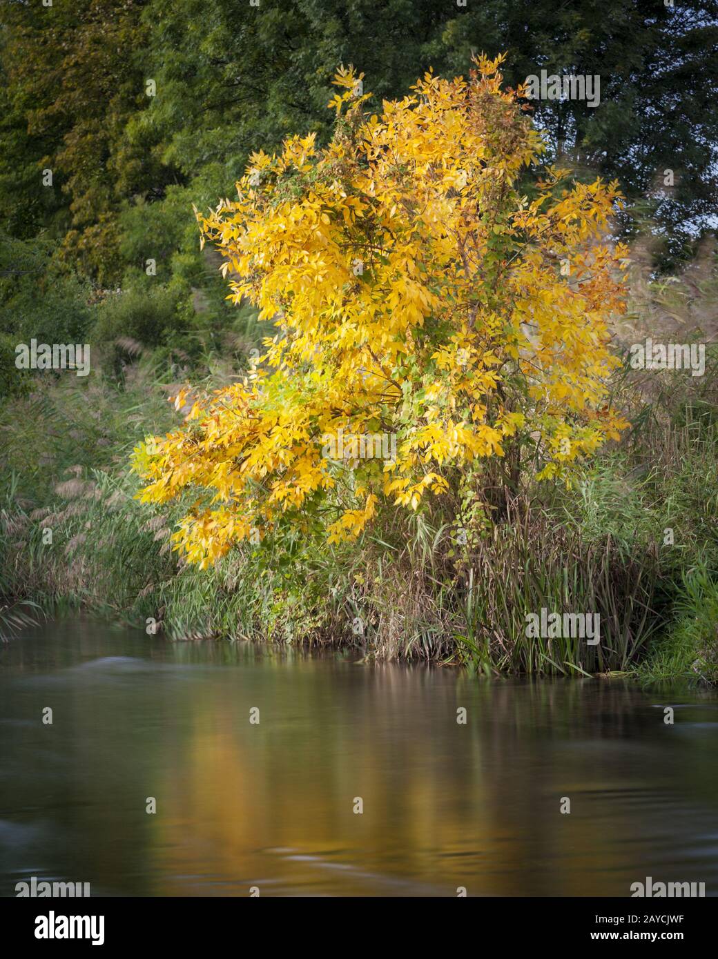 Albero colorato in autunno al lago wulka in burgenland Foto Stock
