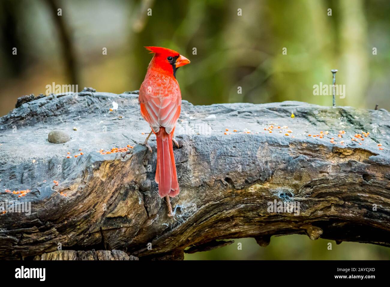 A nord del Cardinale in Laguna Atascosa NWR, Texas Foto Stock