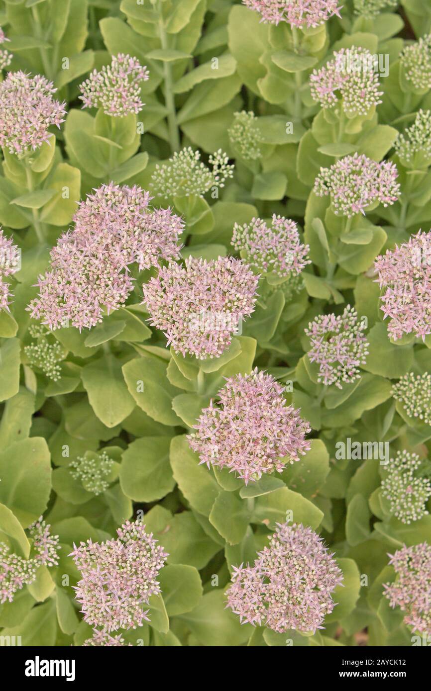 Close up di sedum spectabile Foto Stock