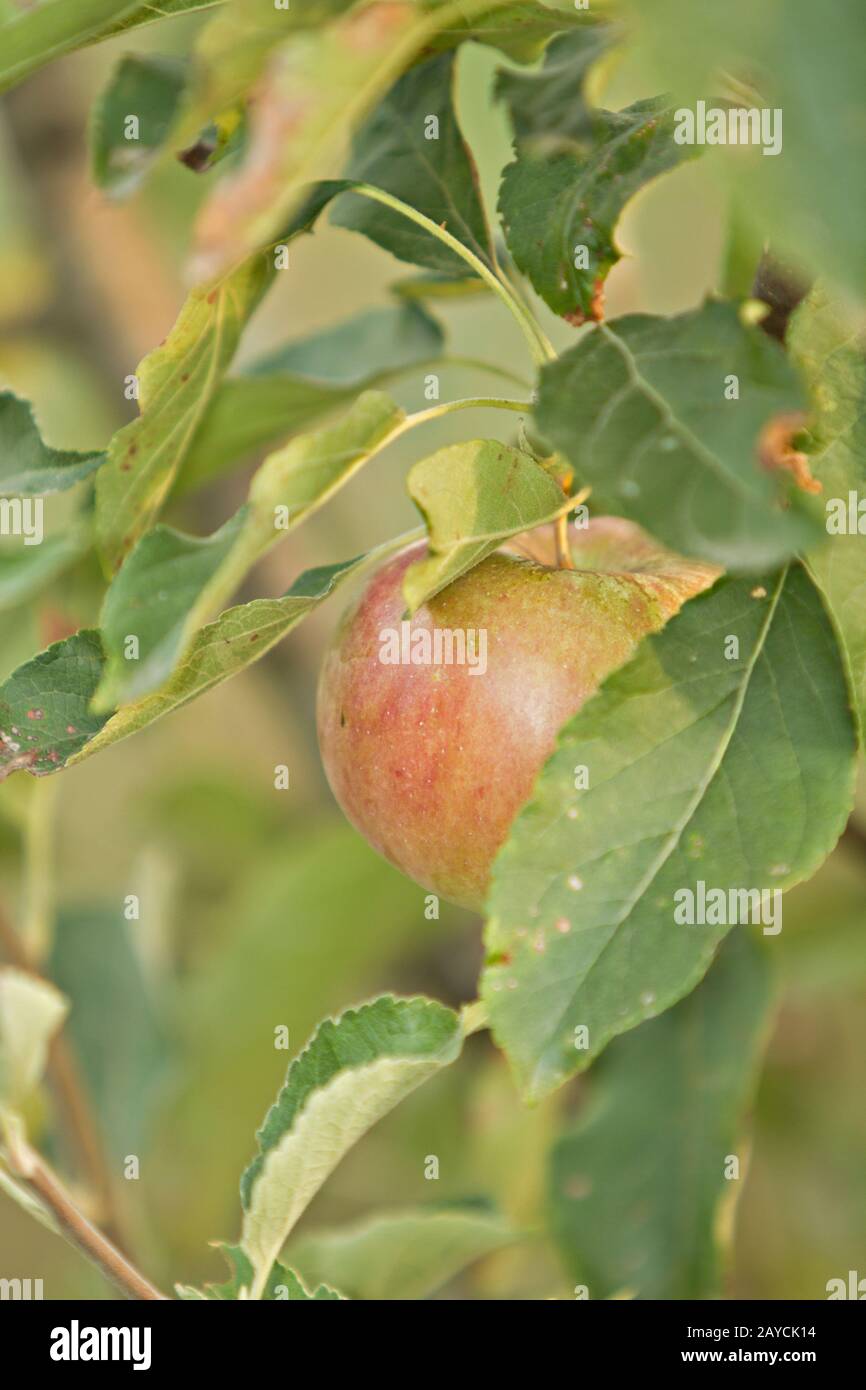 Apple su un ramo di albero Foto Stock