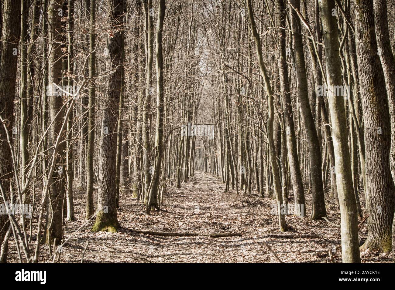 Stretto sentiero attraverso un bosco in autunno Foto Stock