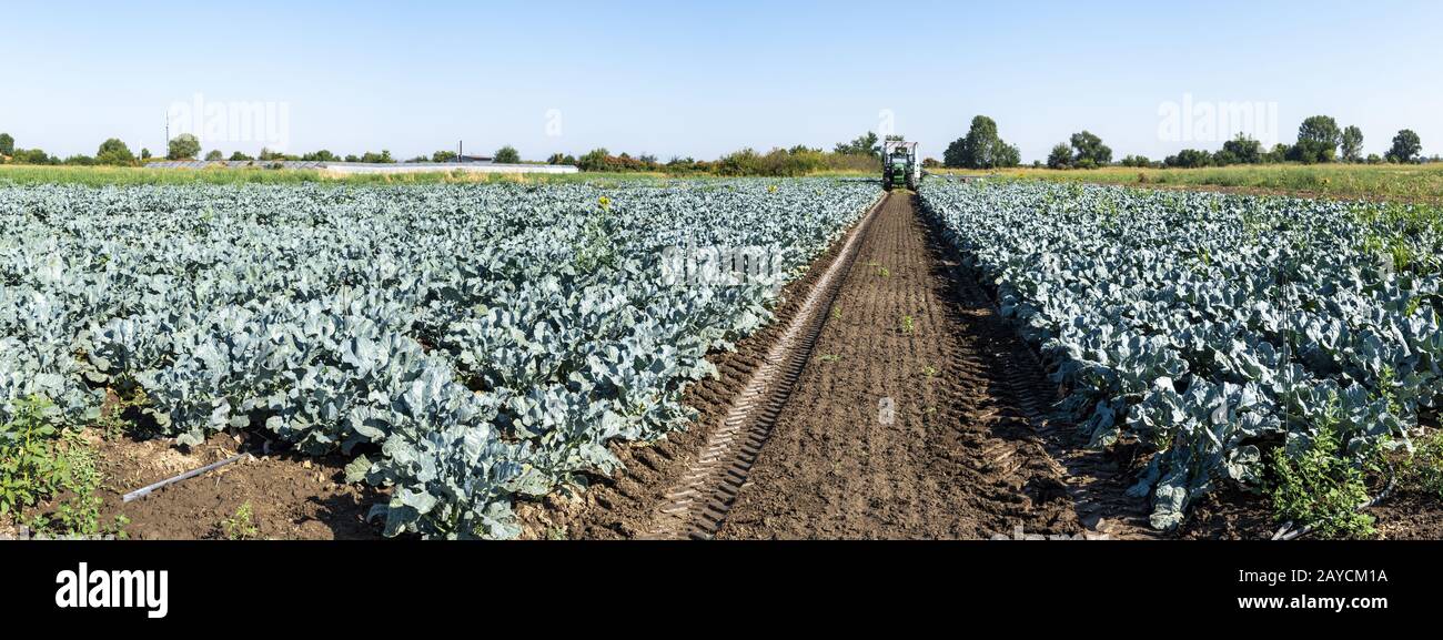 Trattore in terreno agricolo broccoli. Grande piantagione di broccoli. Concetto per crescere broccoli. Foto Stock