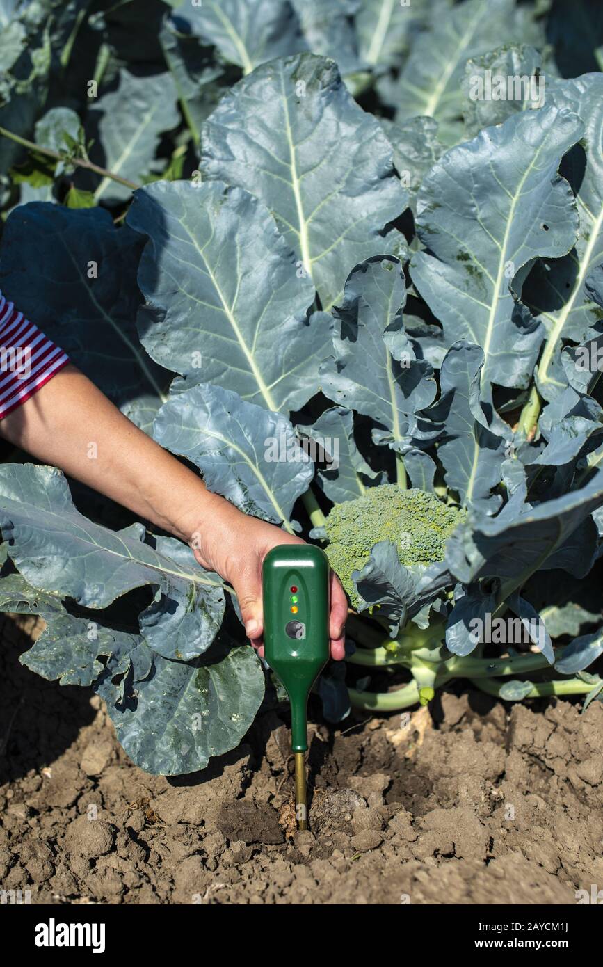 Agronom misura terreno in piantagione di broccoli. Primo piano testa broccoli in giardino. Crescita industriale e suolo di misura. Foto Stock