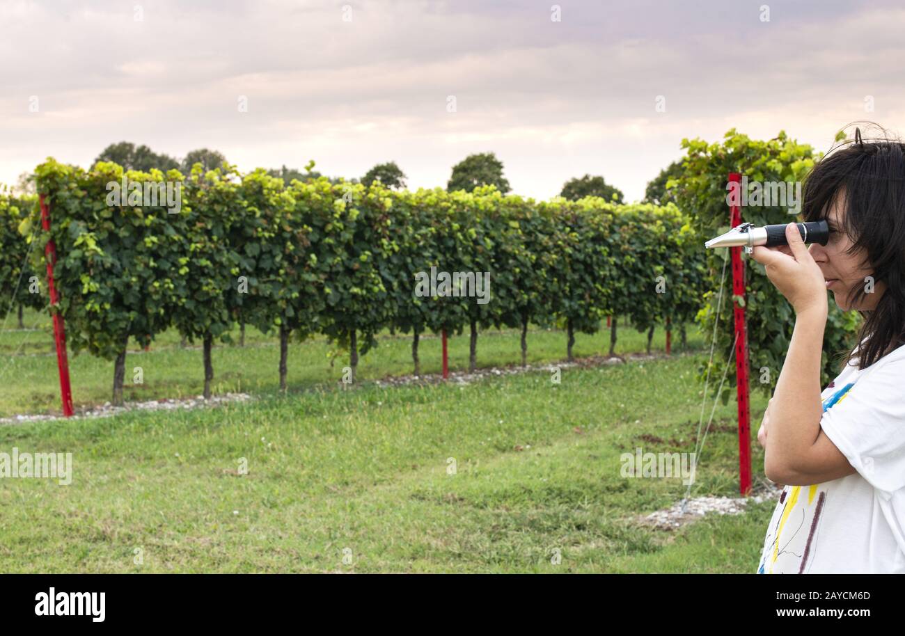 Misurare i semi di uva nei vigneti. Donna coltivatrice misura il livello di zucchero d'uva Foto Stock